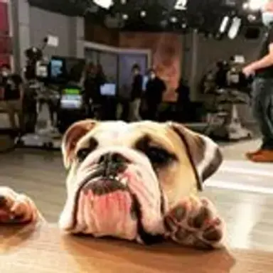 tvdog