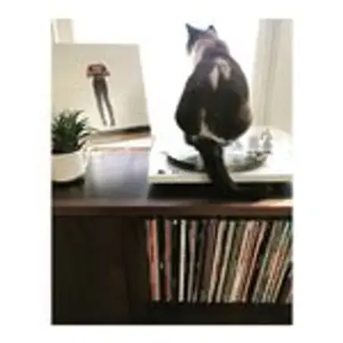 vinylmeow