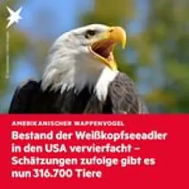 weisskopfseeadler