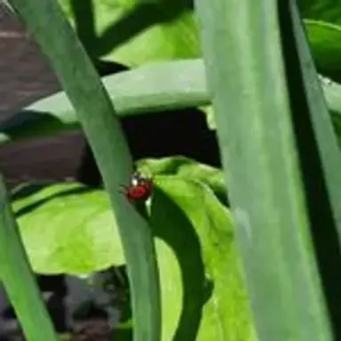 weltgartentag