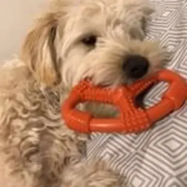 wheatendoodle