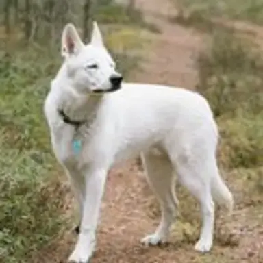 whitedog