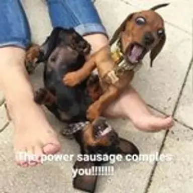 wienerdogs