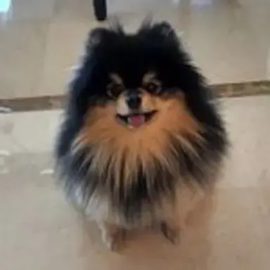 yeontan