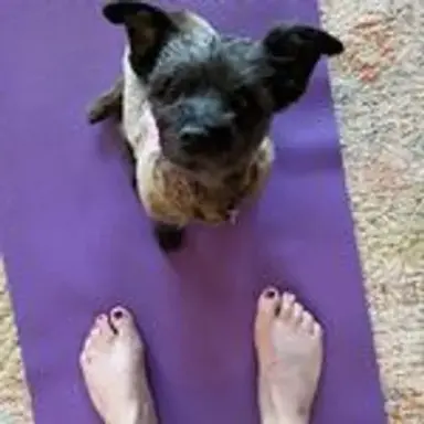 yogadog