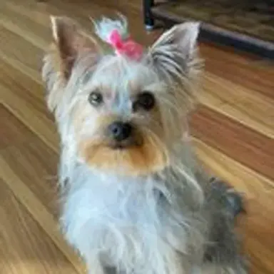 yorkiegirl