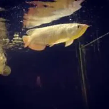 mygoldenarowana